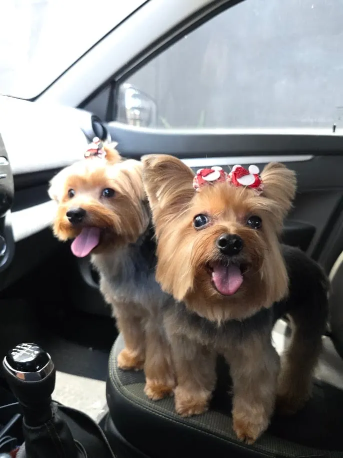 Kyra e Laika de laço vermelho, lado a lado no carro