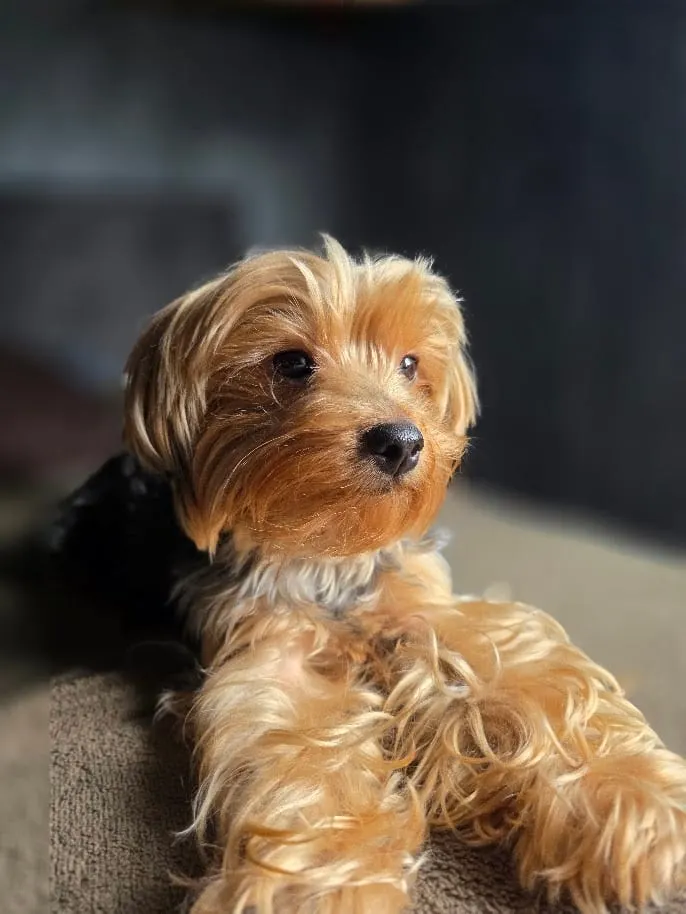 Retrato da Laika em luz suave