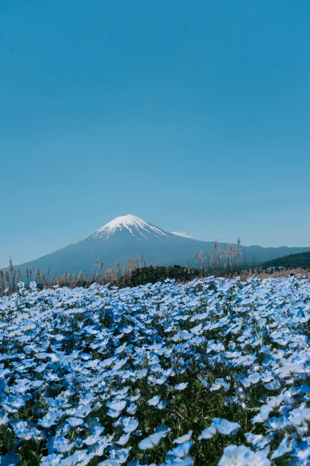 O monte Fuji atrás de um campo de nemophilas azuis