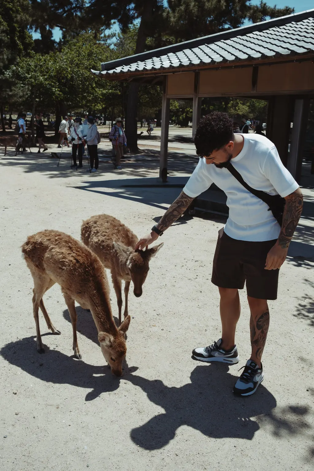 Alimentando os cervos no parque de Nara